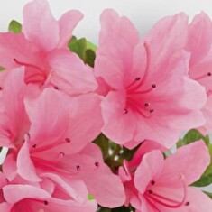 Hnojivo Agro Kristalon Rododendron a borůvka 0.5 kg