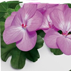 Hnojivo Agro Kristalon Muškát 0.5 kg
