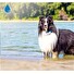 Tractive GPS DOG 4 – GPS sledování polohy a aktivity pro psy