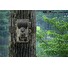 Fotopast SJCAM M50 hnědá