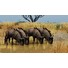 ESD Planet Zoo Grasslands Animal Pack