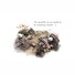 ESD Paperbark