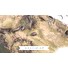 ESD Paperbark